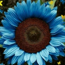 Profile picture of Blue Sun 